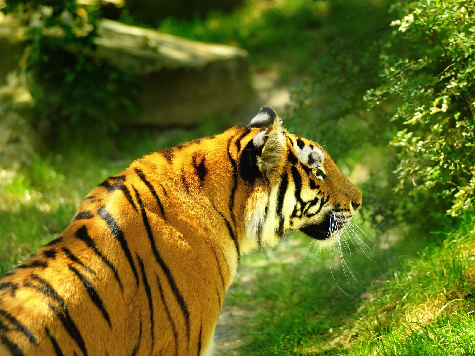 Nikon D800 sample photo. Living nature, mammals, tiger photography