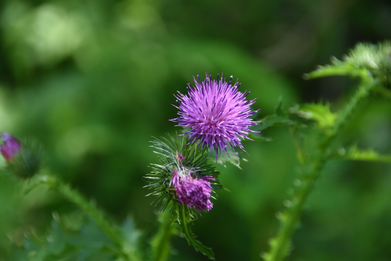 Nikon D7200 sample photo. Wildflower, little flower, nature photography
