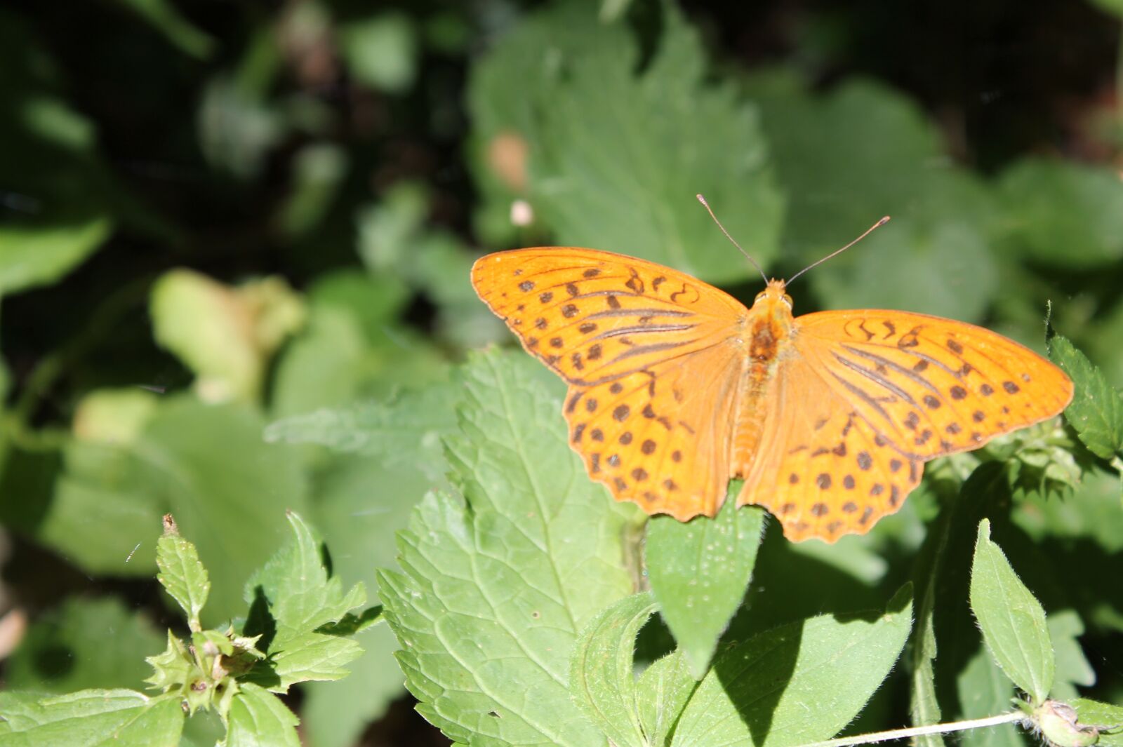 Canon EOS 1100D (EOS Rebel T3 / EOS Kiss X50) sample photo. Butterfly, forest, nature photography