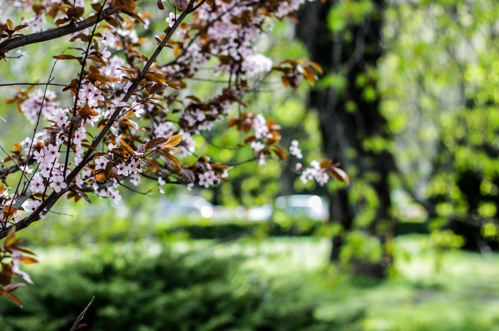 Canon EOS 50D + Canon EF 50mm F1.4 USM sample photo. Flower, grass, green, tree photography