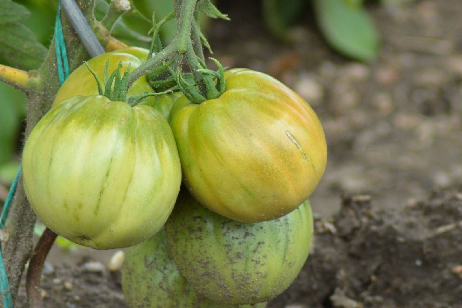 Nikon D3200 sample photo. Tomatoes, tomato shrub, nachtschattengew photography