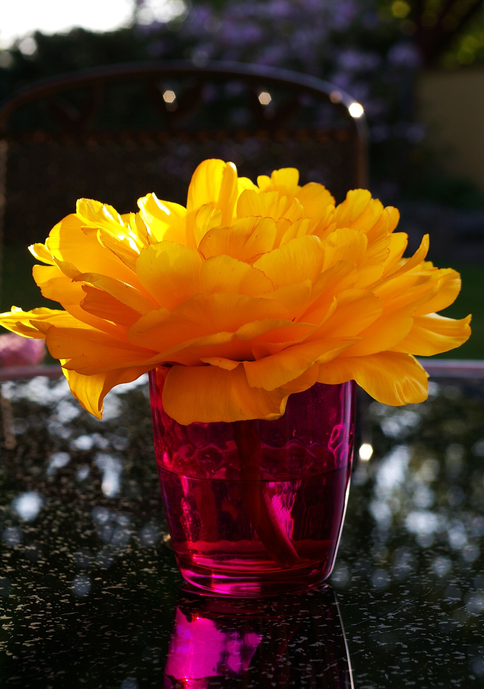 Pentax *ist DL2 sample photo. Yellow tumor, tulip, yellow photography