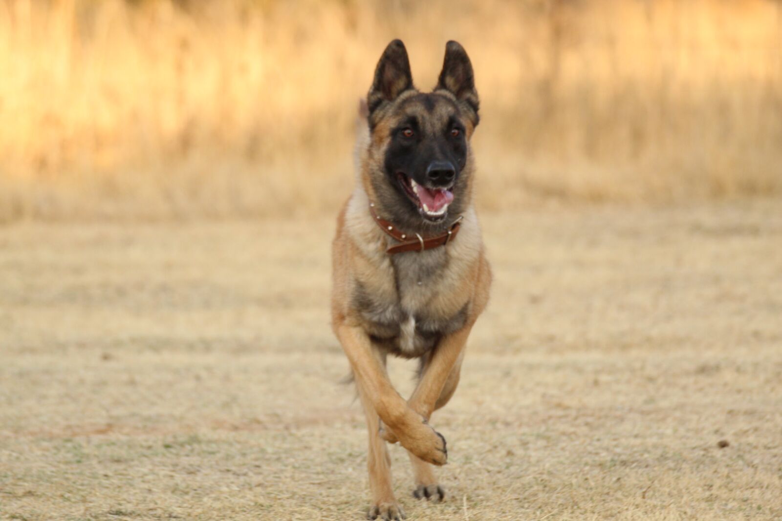 Canon EOS 4000D (EOS Rebel T100 / EOS 3000D) sample photo. Malinois, malinois running, dog photography