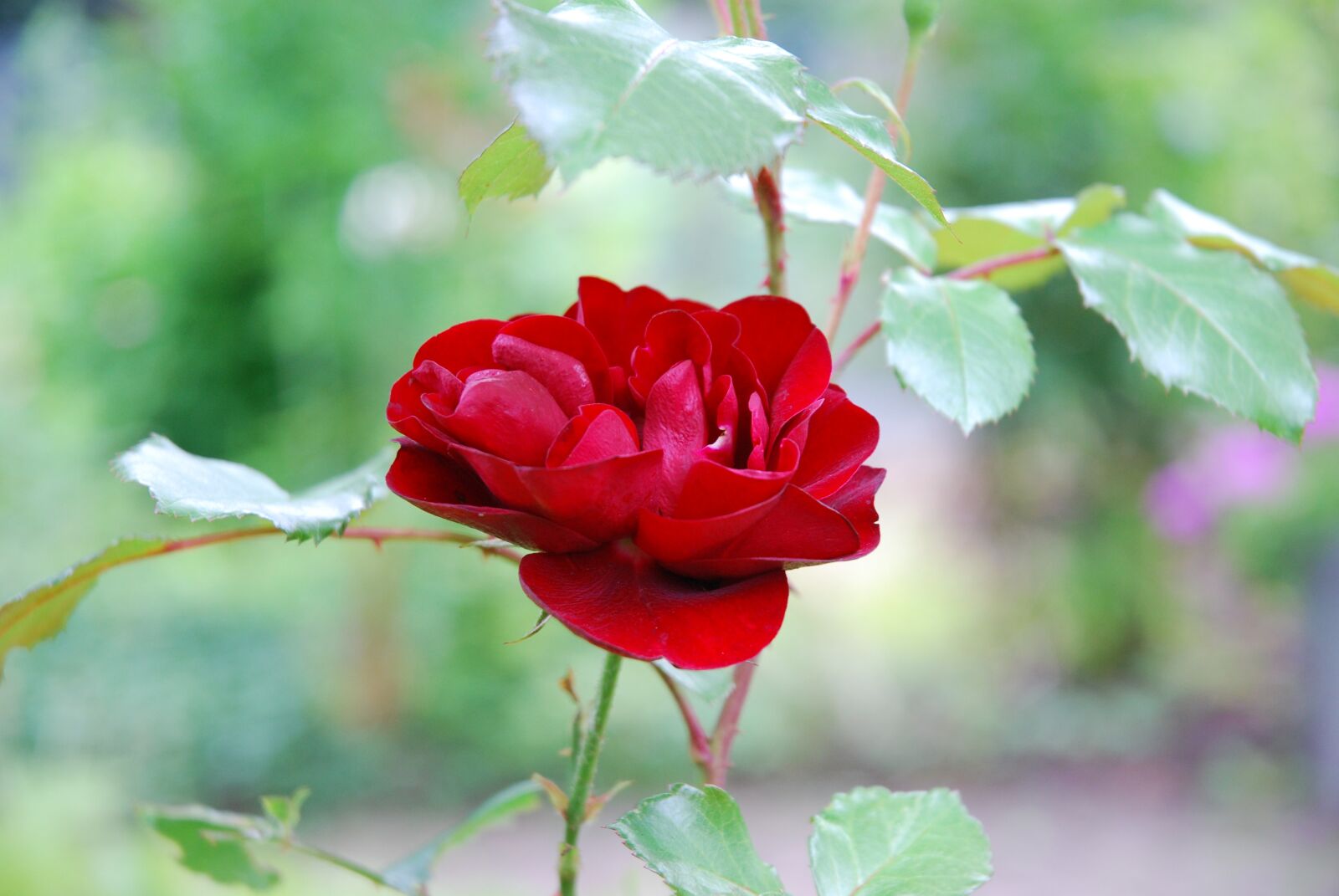 Nikon D80 sample photo. Nature, plant, leaf photography