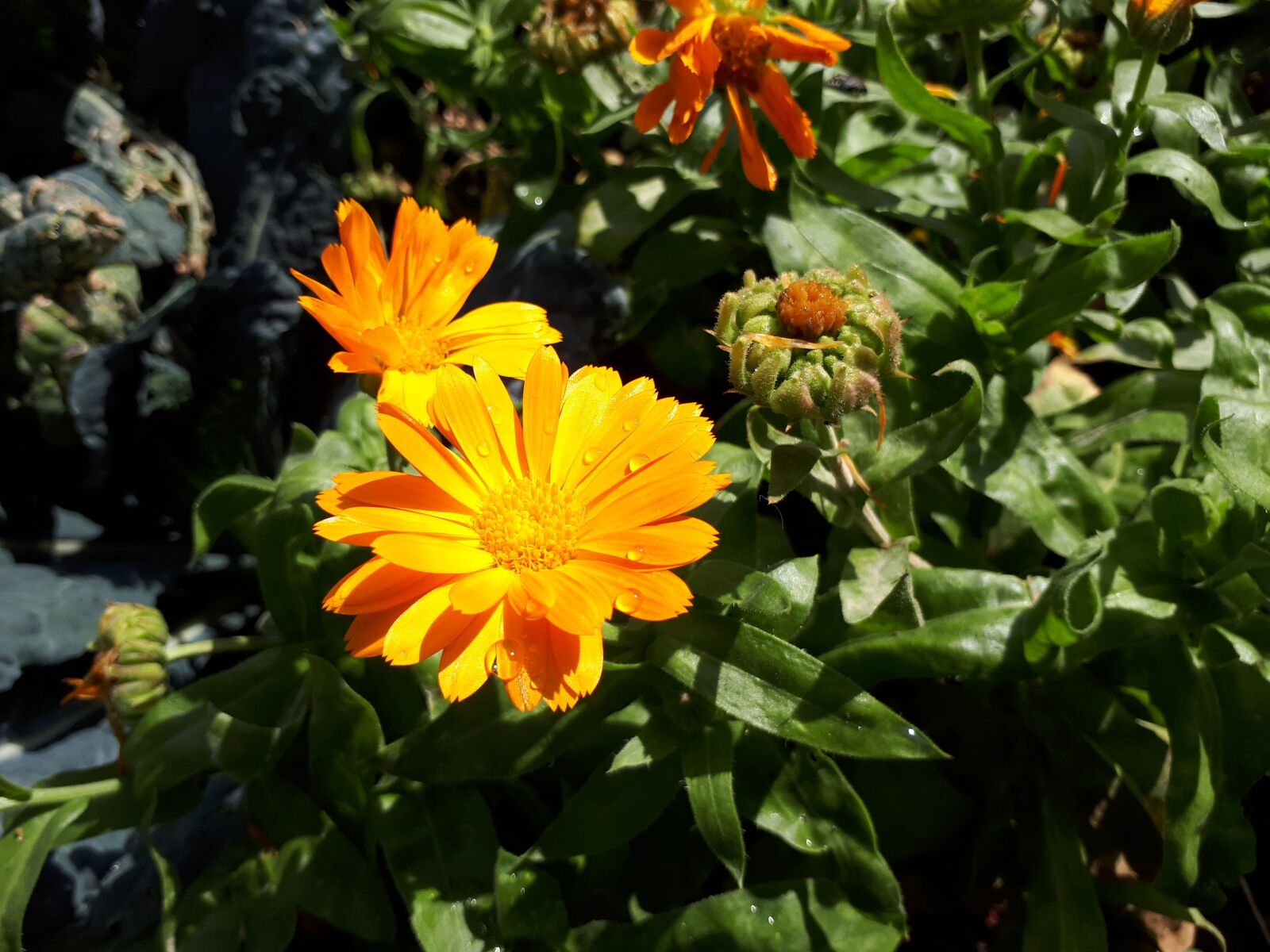 Samsung Galaxy A5(2017) sample photo. Marigold, blossom, bloom photography