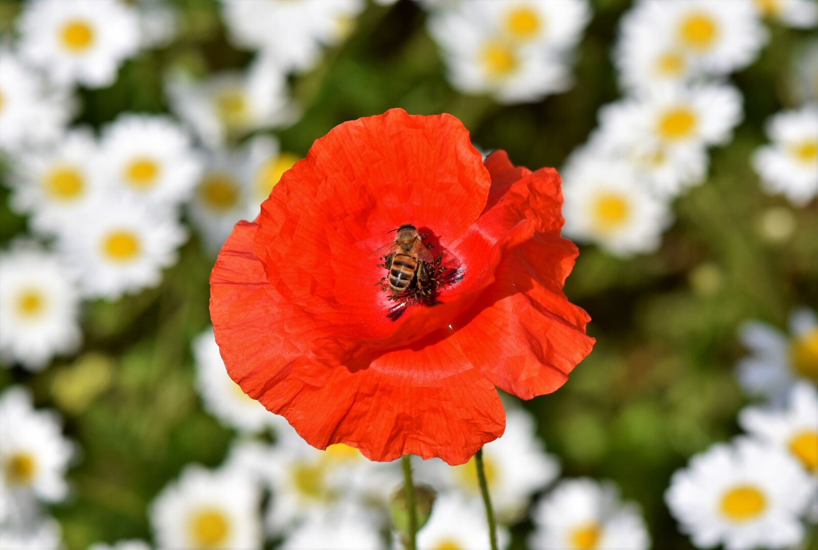 Nikon D7200 sample photo. Poppy, mohngewaechs, poppy flower photography