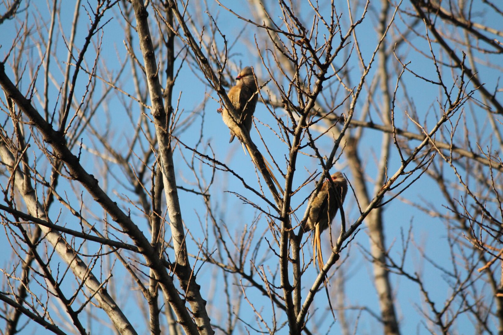 Canon EOS 1100D (EOS Rebel T3 / EOS Kiss X50) sample photo. Animal, bird, redfaced mouse photography