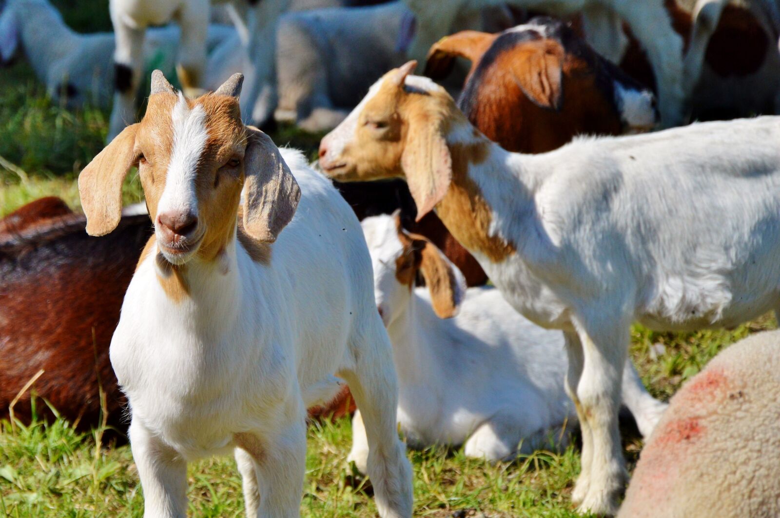 Nikon D3200 sample photo. Goat, prima donna, geiss photography