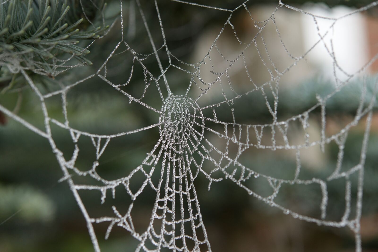Nikon D800 sample photo. Cobweb, hoarfrost, drip photography