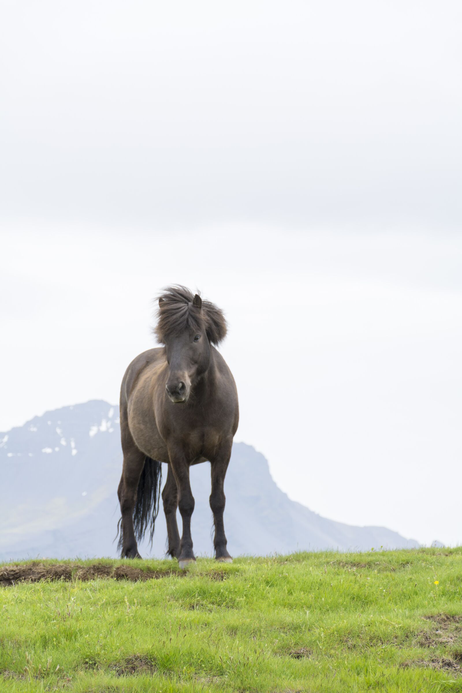 Nikon D7100 sample photo. Horse, nature, iceland photography