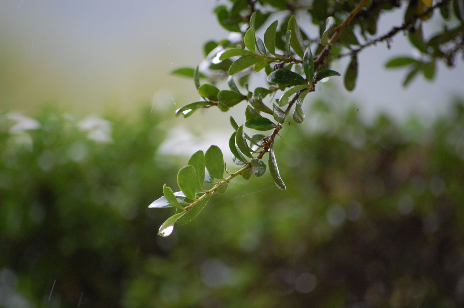 Nikon D40 sample photo. Branch, drop of water photography