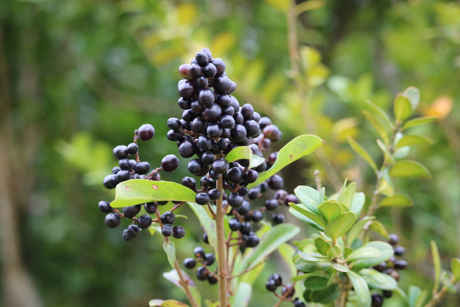 Canon EOS 750D (EOS Rebel T6i / EOS Kiss X8i) sample photo. Raisin, black, forest photography