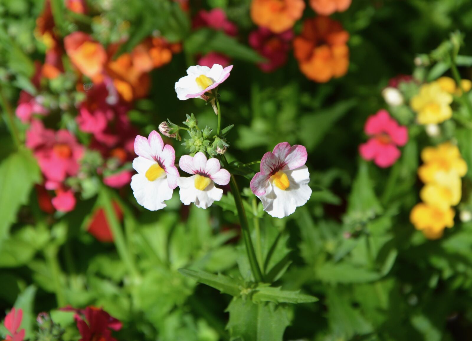 Nikon D5200 sample photo. Flower, nature, plant photography
