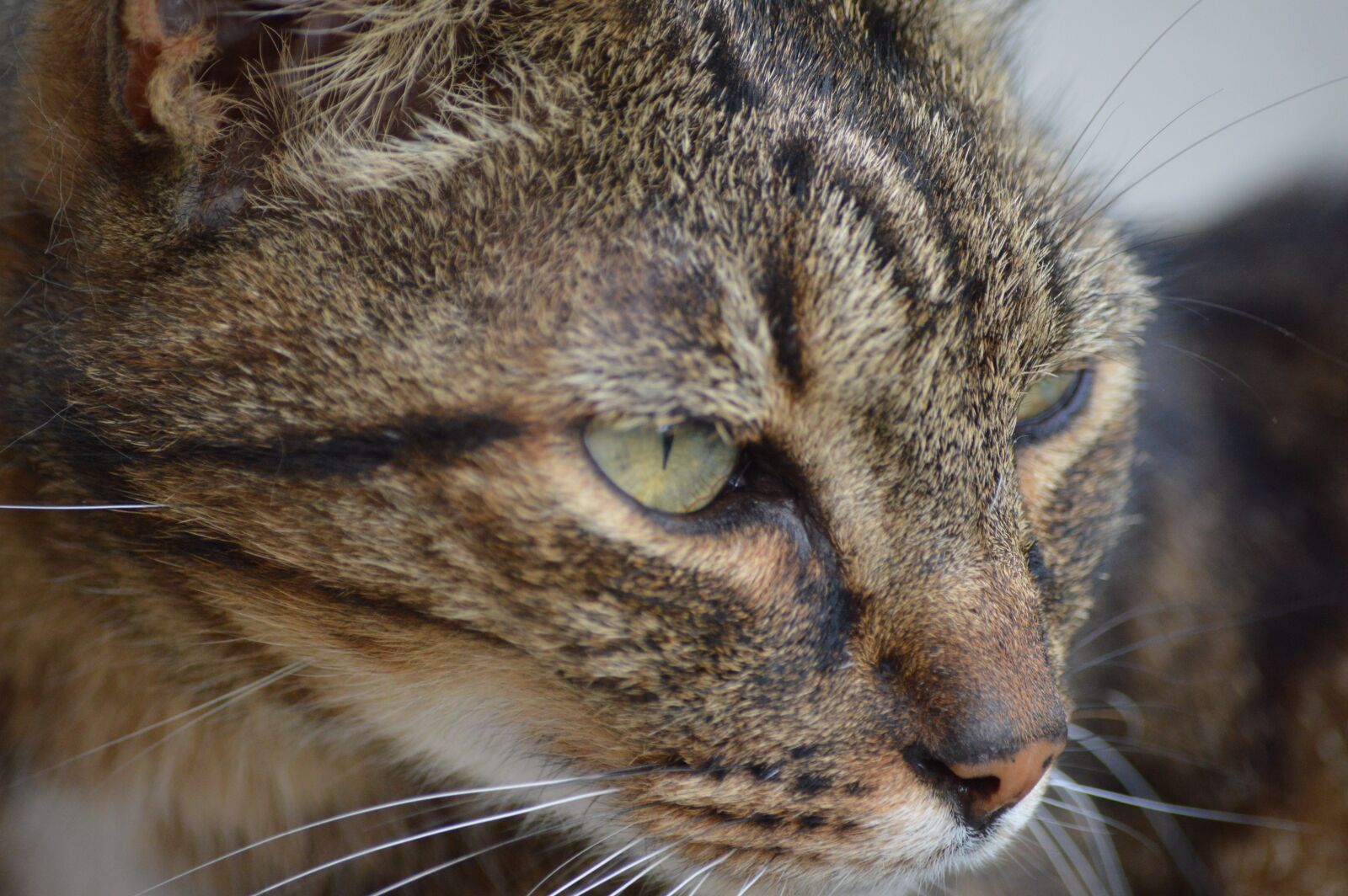 Nikon D3200 sample photo. Cat, portrait, eyes photography