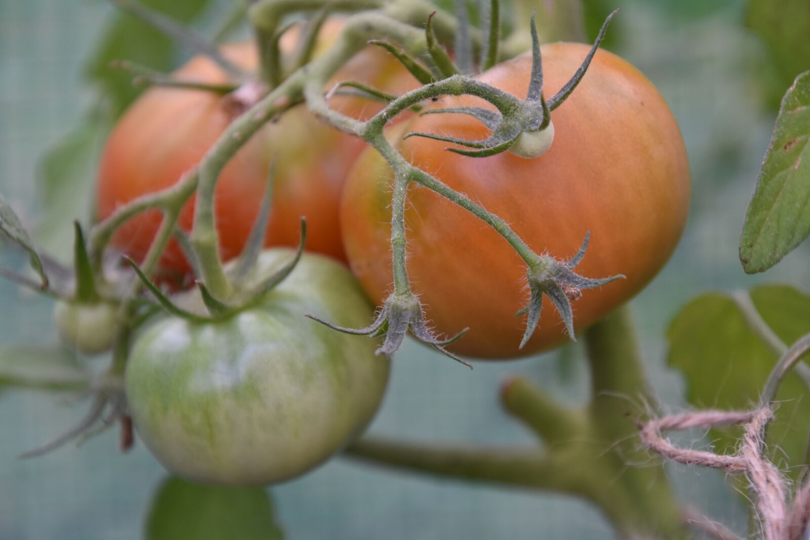 Nikon D3400 sample photo. Tomatoes, bush, cultivation photography
