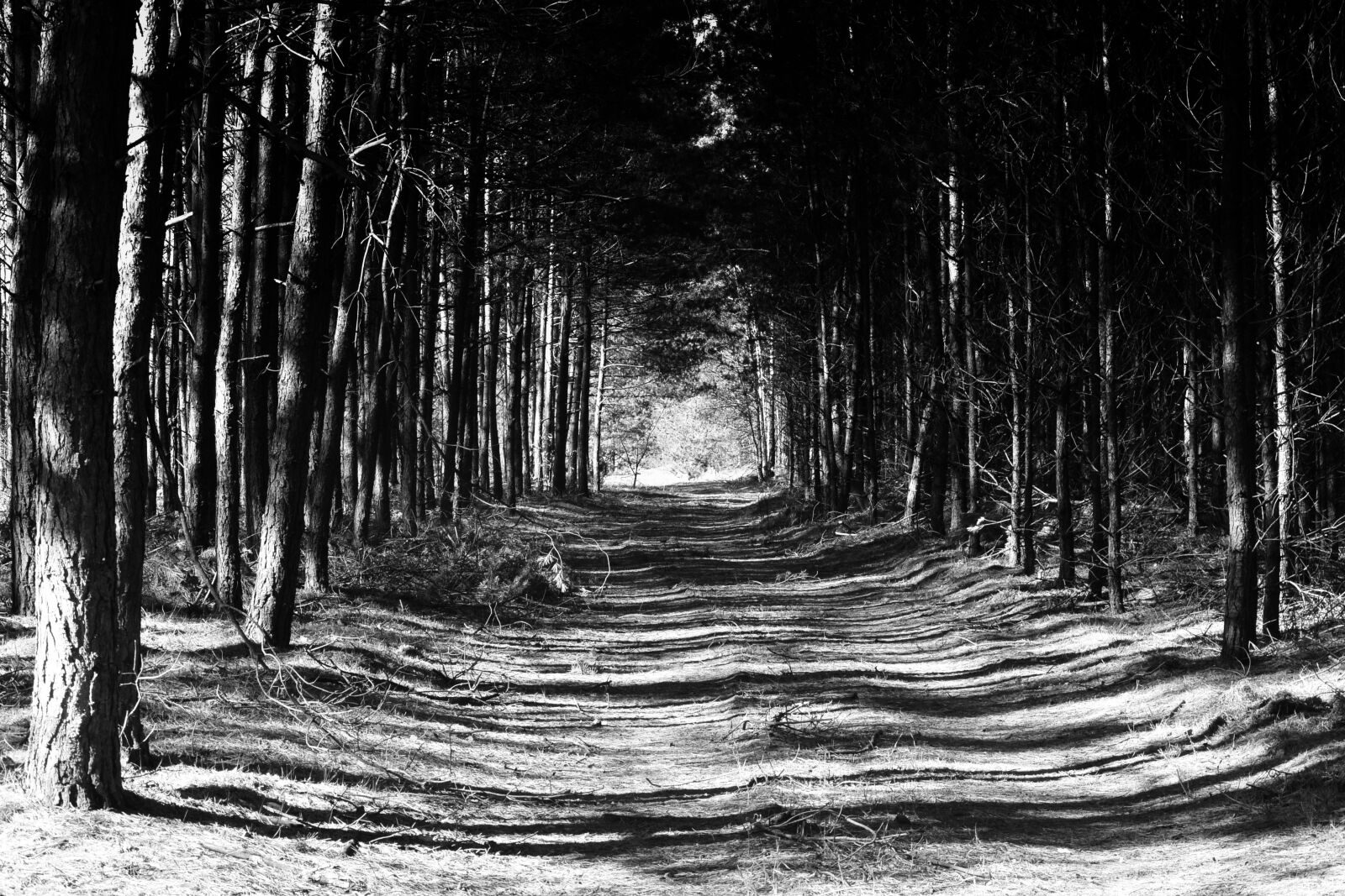 Nikon 1 J3 sample photo. Trees, forest, path photography