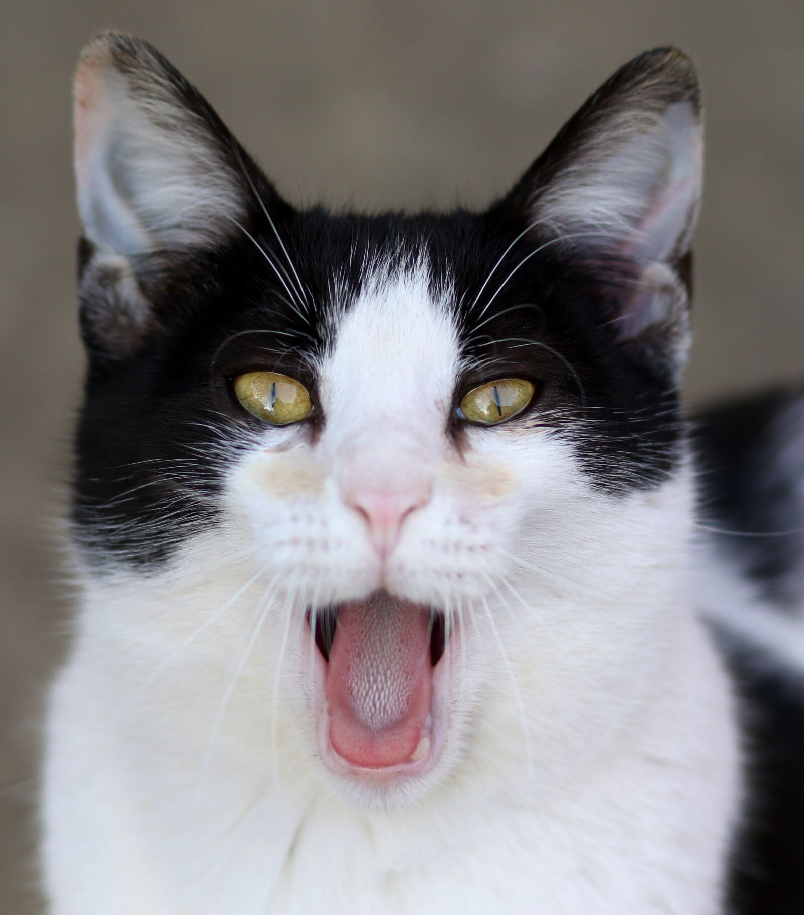Canon EF 85mm F1.8 USM sample photo. Cat, white, black photography