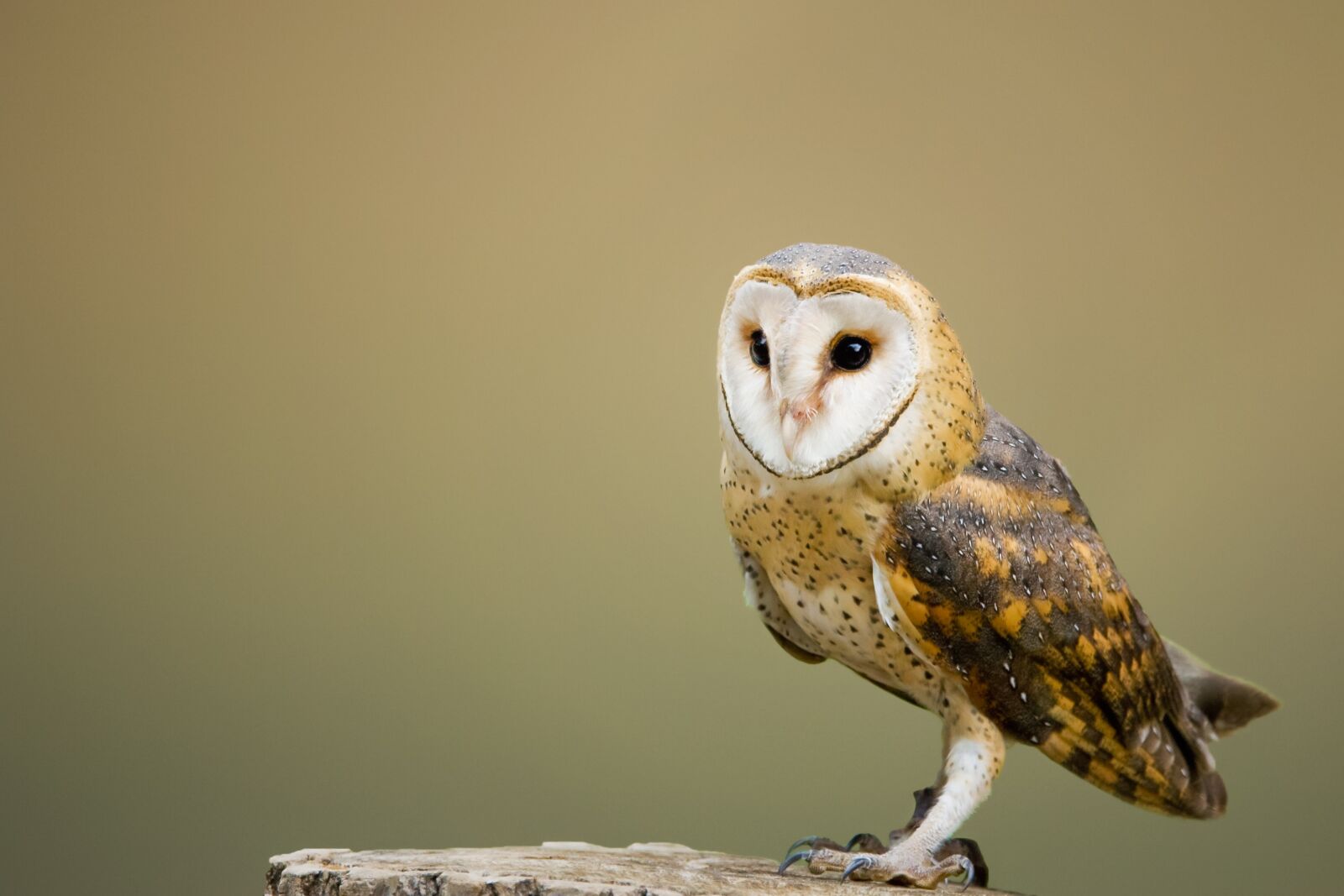 Canon EF 70-200mm F4L IS USM sample photo. Barn owl, perched, tree photography