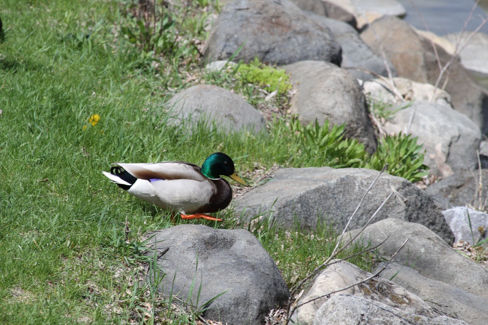 Canon EOS 7D sample photo. Duck, madison, wisconsin photography