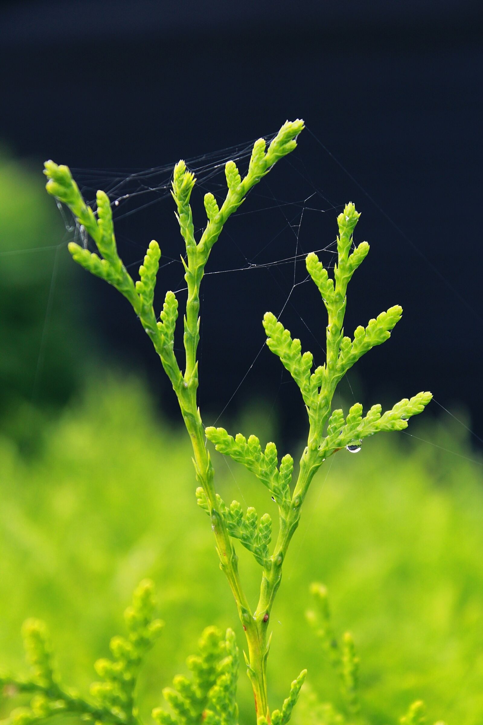 Canon EOS 1200D (EOS Rebel T5 / EOS Kiss X70 / EOS Hi) sample photo. Cypress, drop of water photography