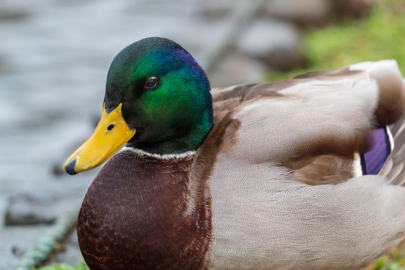 Canon EF 70-200mm F4L USM sample photo. Duck, mallard, colourful photography