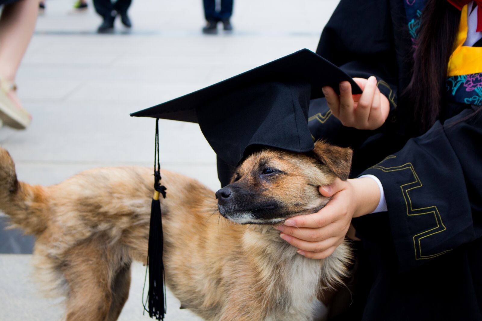 Canon EOS 700D (EOS Rebel T5i / EOS Kiss X7i) sample photo. Dog, graduation photo, bachelor photography