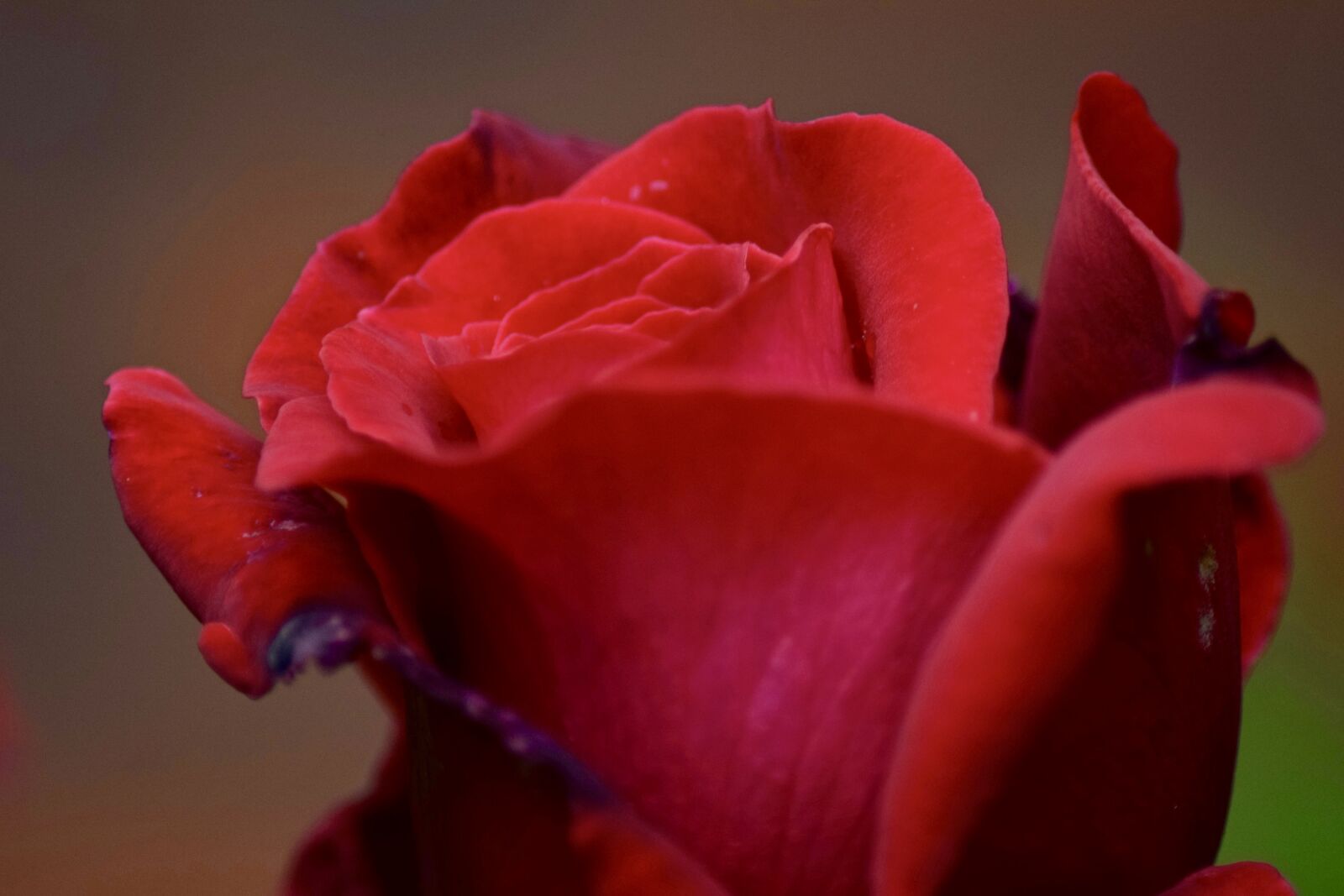 Nikon D3300 sample photo. Rose bloom, red, rose photography