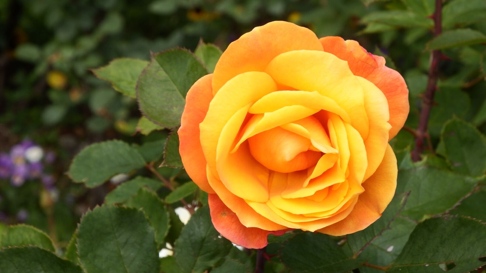 Fujifilm FinePix SL1000 sample photo. Orange, rose, flower photography
