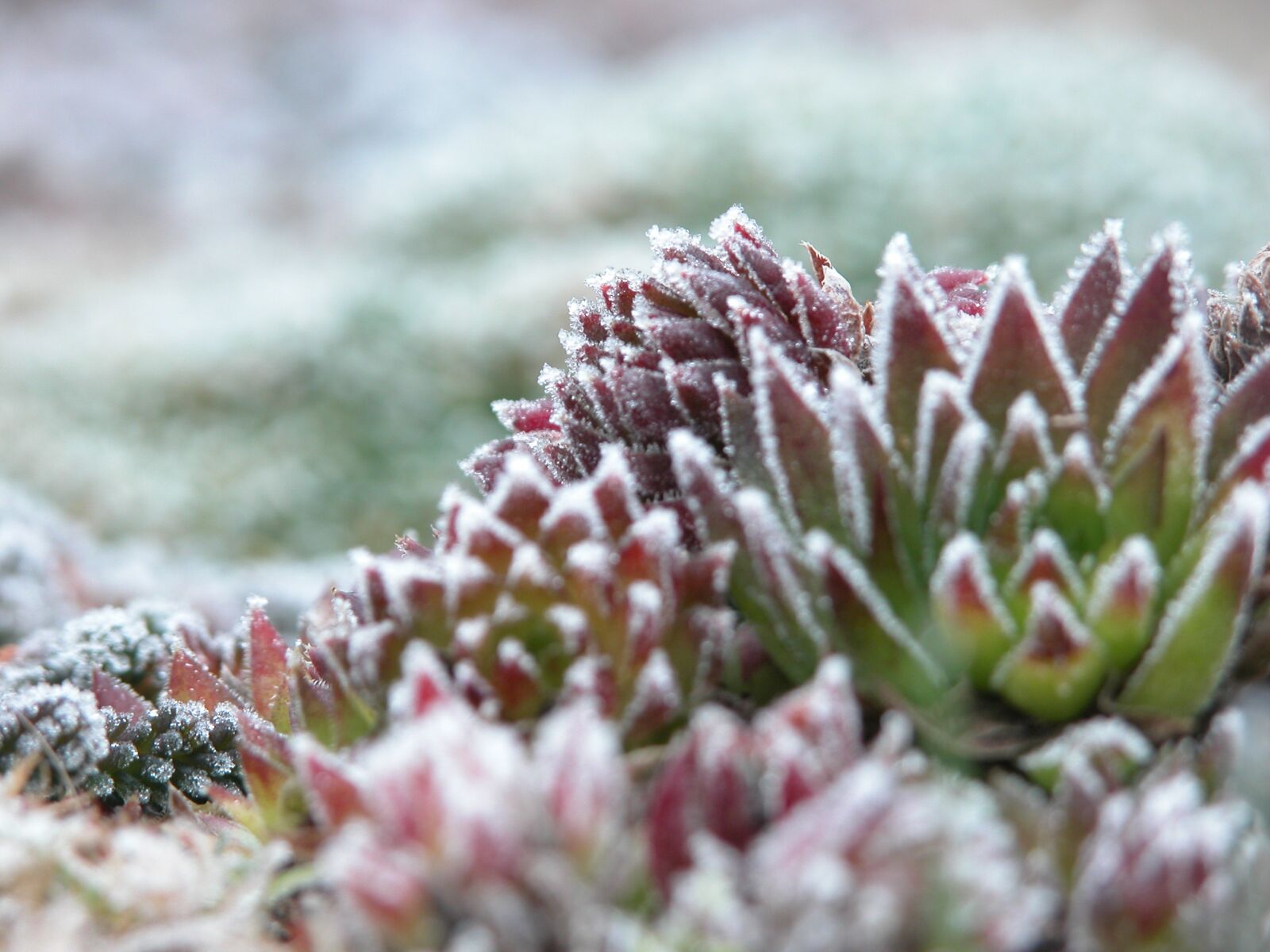 Nikon E5700 sample photo. Frost, plant, cold photography