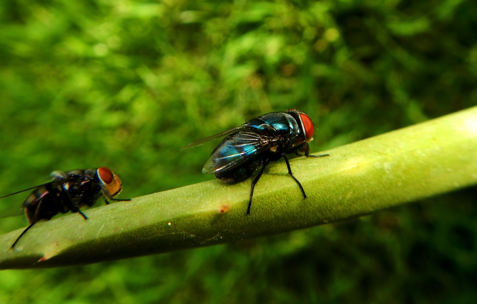 Nikon Coolpix AW110 sample photo. Fly, bug, insect photography