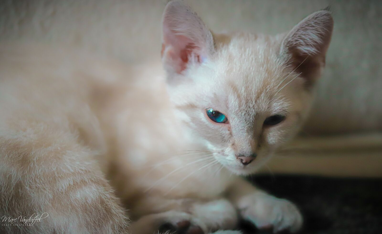 Canon EOS 6D Mark II sample photo. White, cat, kitten photography