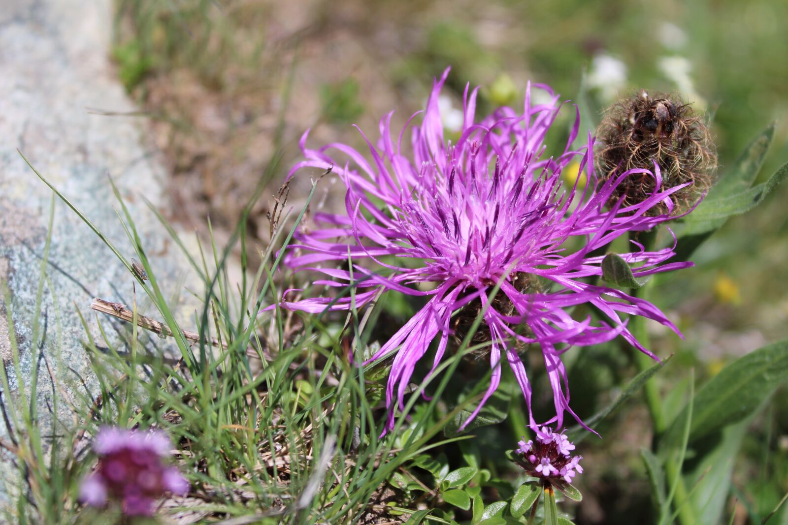 Canon EOS 2000D (EOS Rebel T7 / EOS Kiss X90 / EOS 1500D) sample photo. Centaurea, knapweed, flower photography