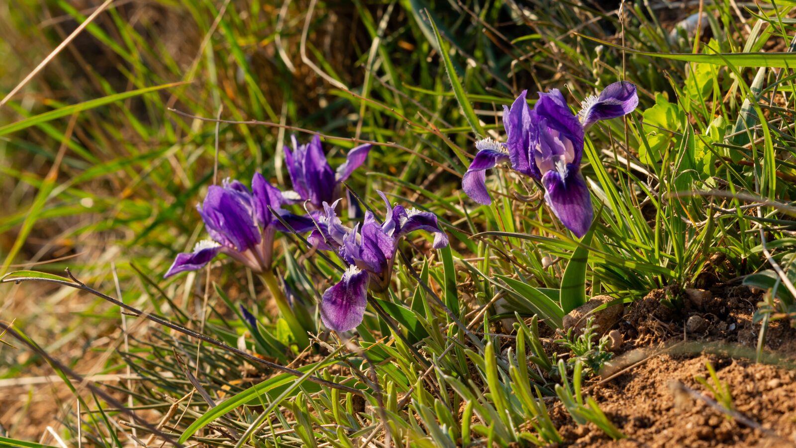 Nikon D7200 sample photo. Irises, lilac flowers, spring photography