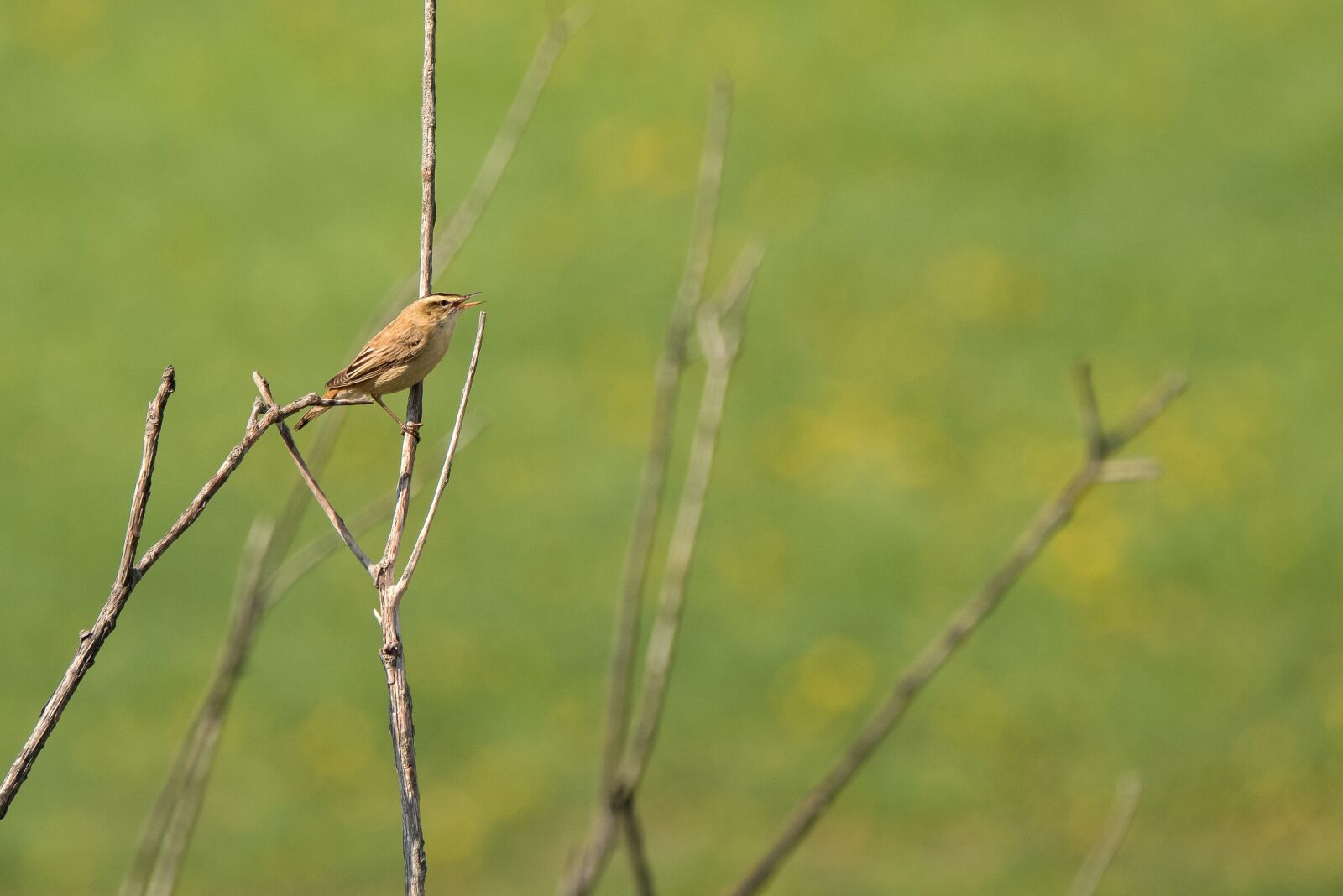 Fujifilm XF 100-400mm F4.5-5.6 R LM OIS WR sample photo. Sedge warbler, bird, avian photography