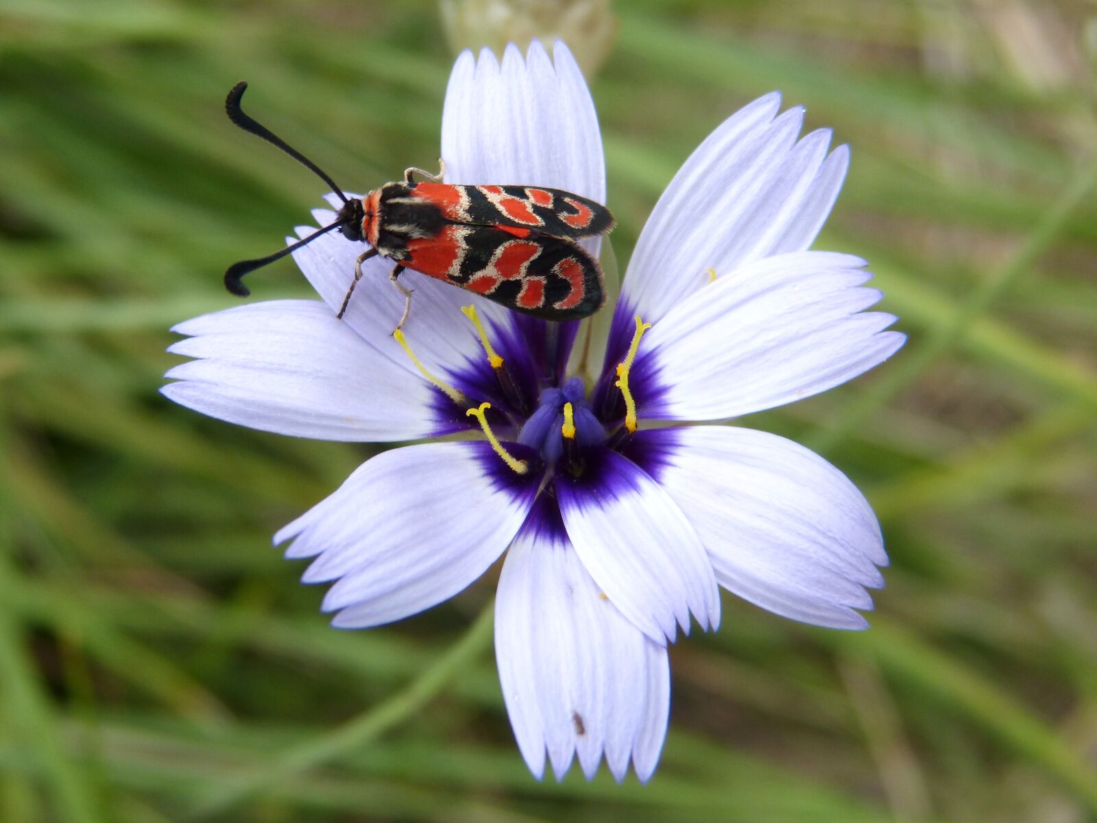 Panasonic DMC-FZ62 sample photo. Butterfly, zygaena fausta, gypsy photography