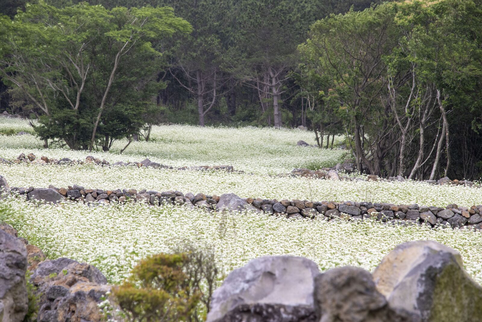Canon EF-S 55-250mm F4-5.6 IS STM sample photo. Memilkkot, buckwheat, flowers photography