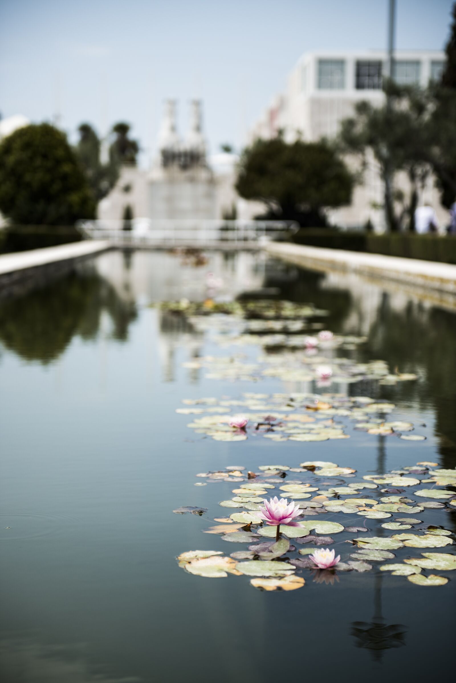 Nikon D800 sample photo. Water lily, lisbon, lisboa photography
