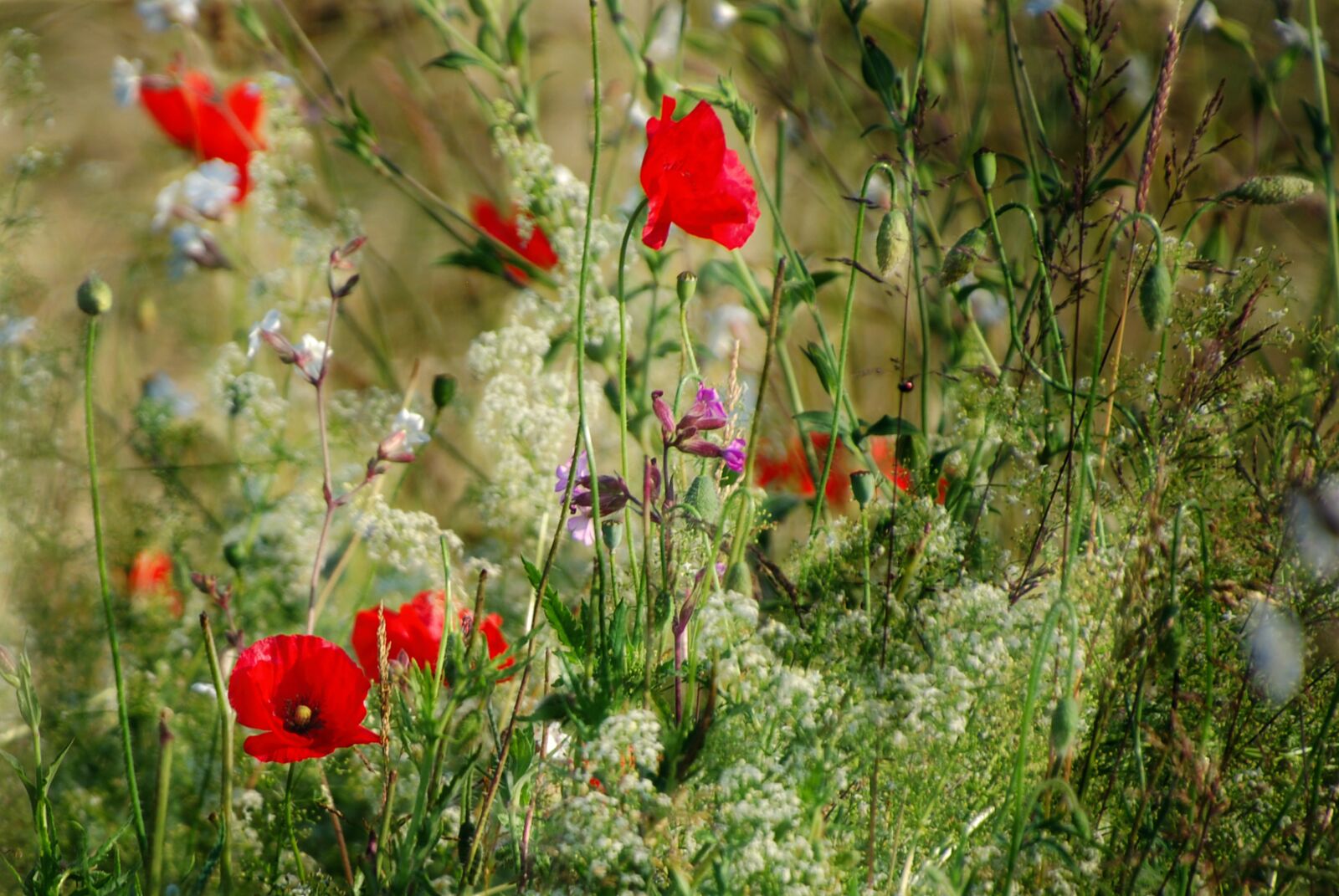 Nikon D80 sample photo. Flower, poppy, red photography