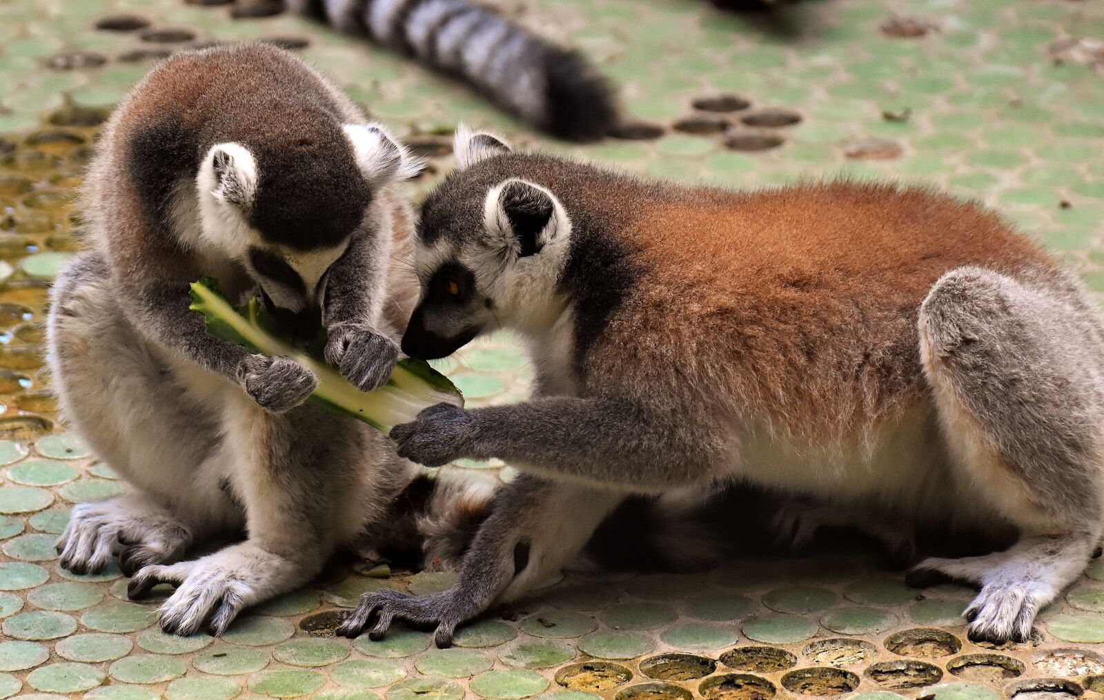Nikon D7200 sample photo. Monkey, lemur, cute photography