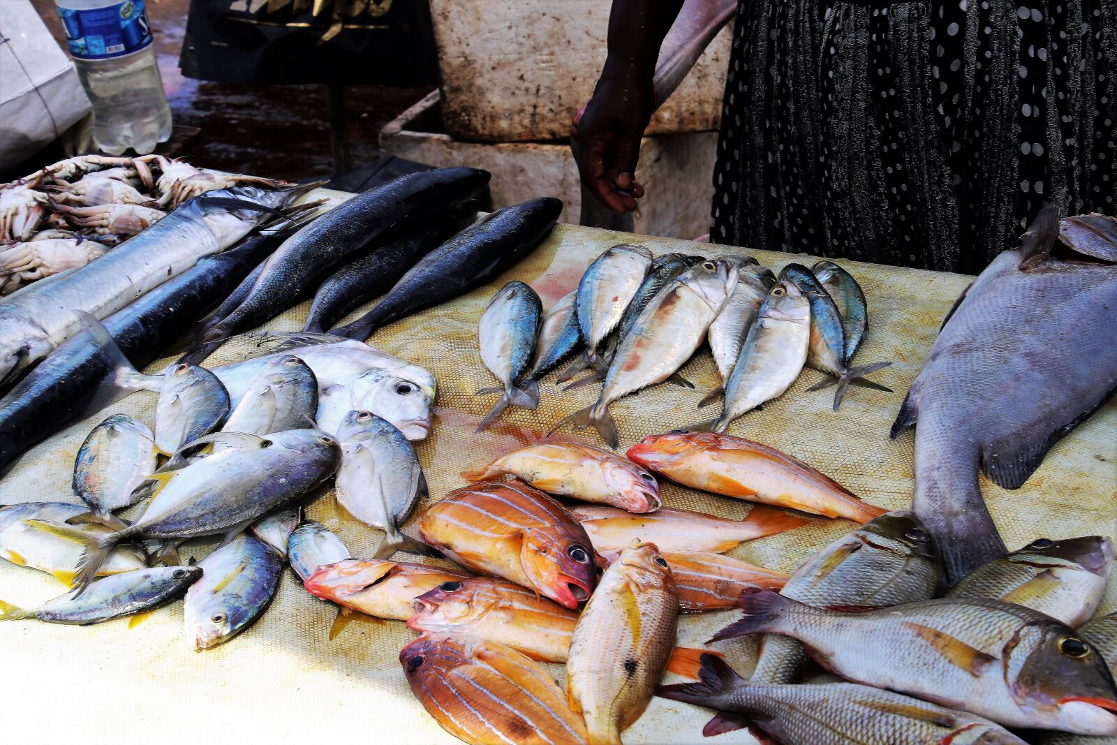 Canon EOS 80D sample photo. Fish market, fish, seafood photography