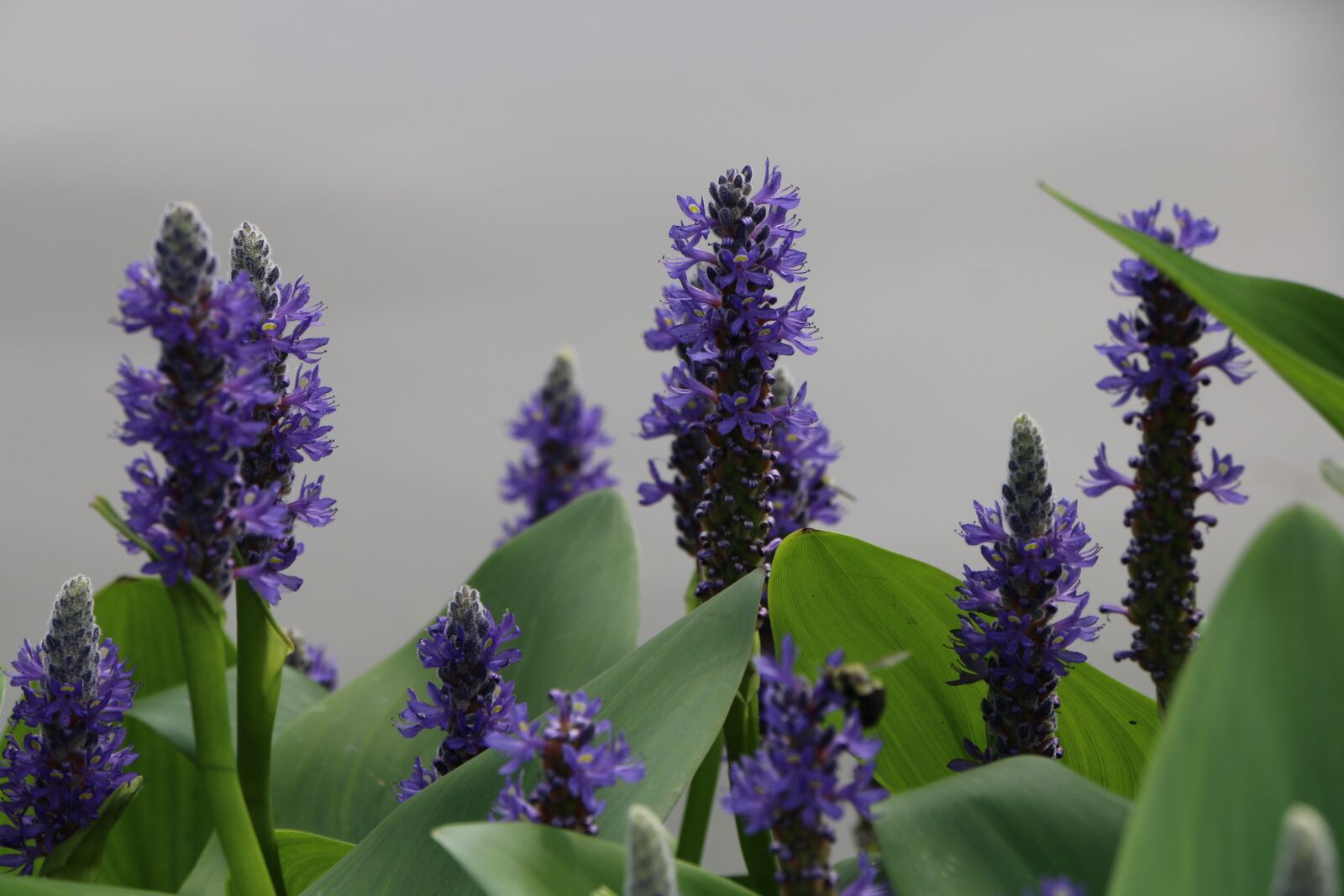 Canon EOS 70D sample photo. Flower, nature, summer photography
