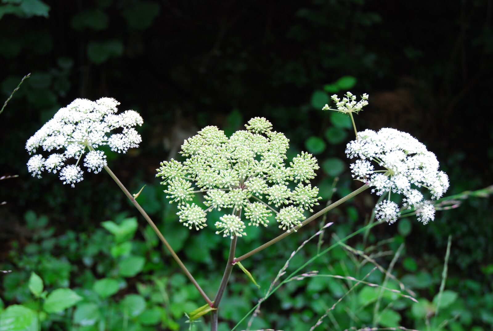 Nikon D80 sample photo. Nature, flower, plant photography