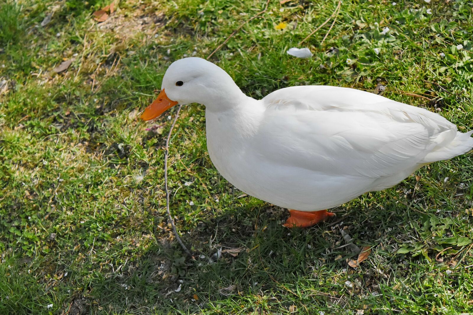 Nikon D5500 sample photo. Aquatic bird, wildlife, duck photography