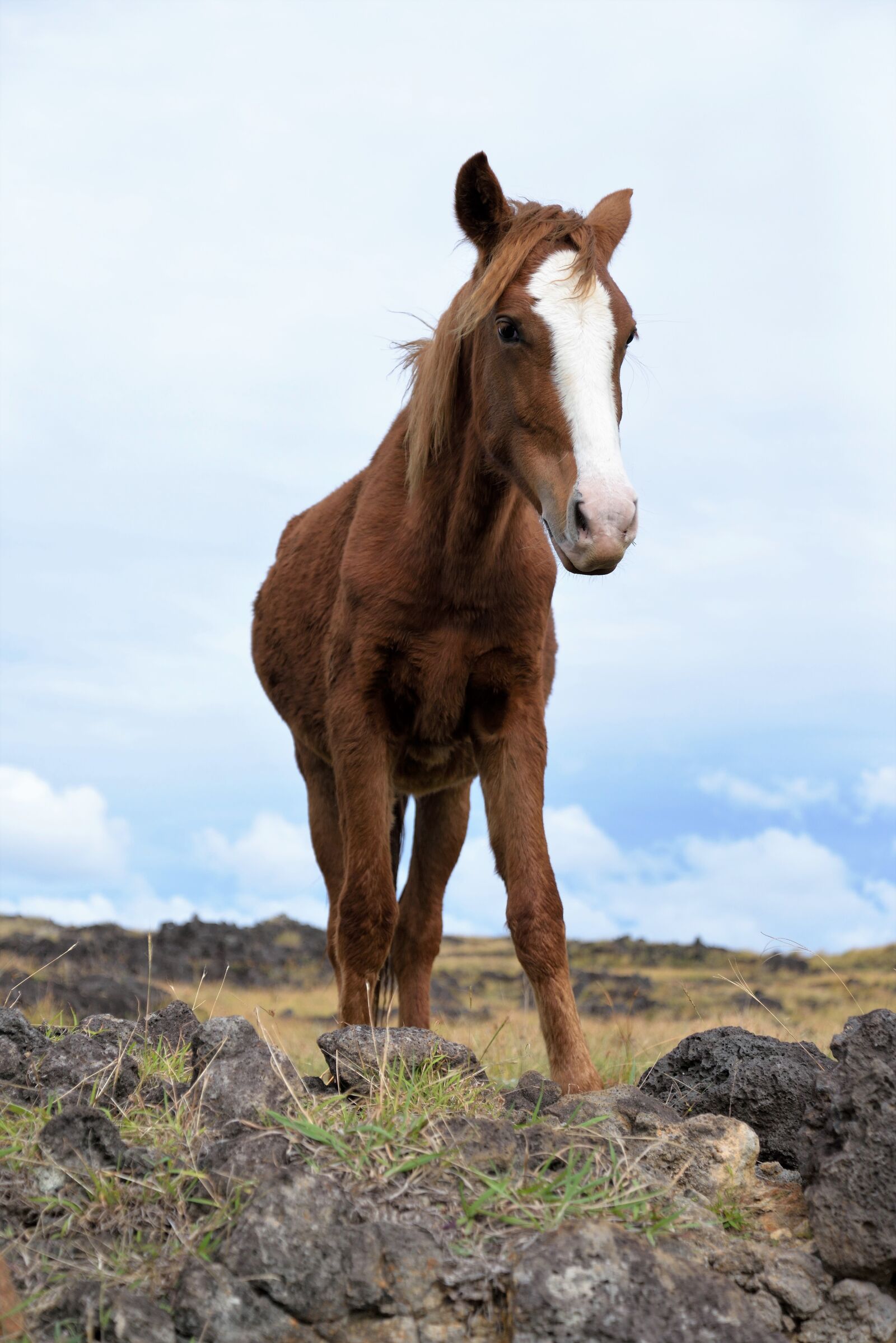 Nikon D610 sample photo. Horse, animal, free photography