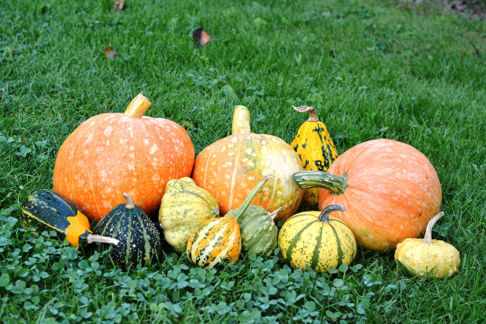 Nikon D5200 sample photo. Pumpkins, pumpkin, the cultivation photography