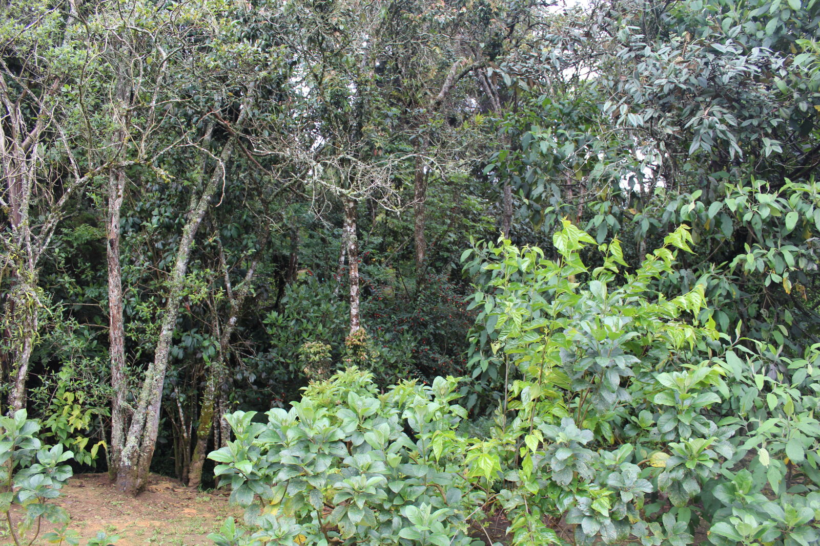 Canon EOS 1300D (EOS Rebel T6 / EOS Kiss X80) sample photo. Forest, nature photography