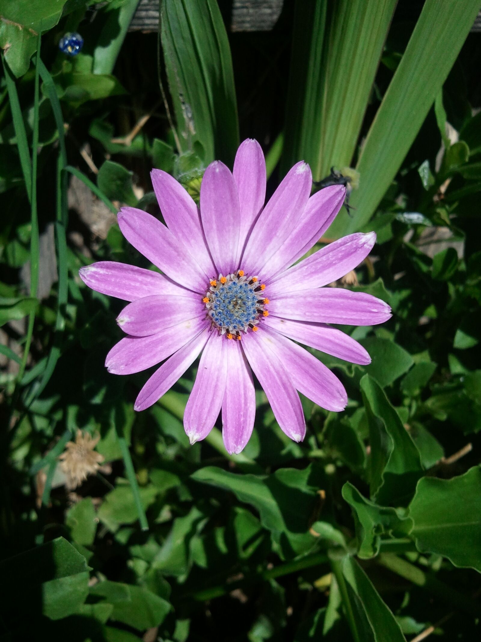 Samsung SGH-I897 sample photo. Osteospermum, nature, flower photography