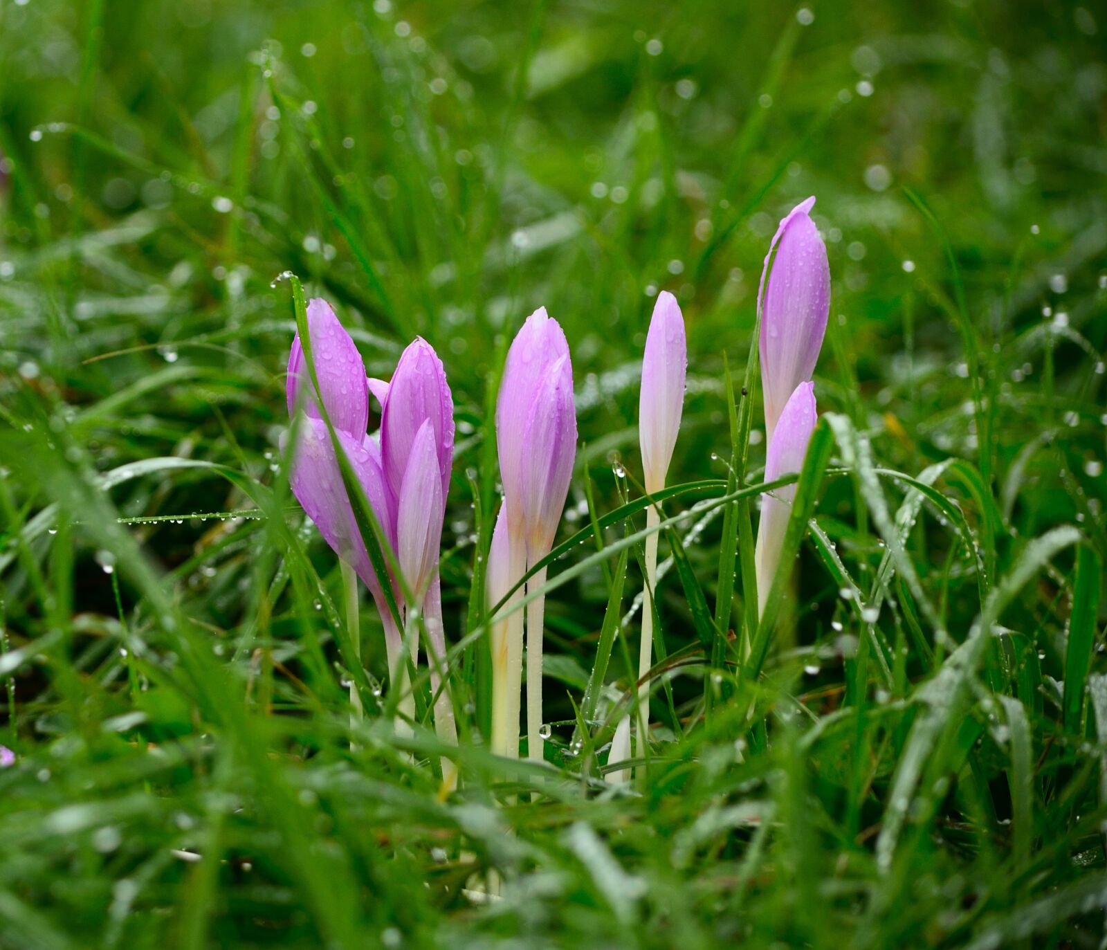 Nikon D3100 sample photo. Flowers, drops, nature photography