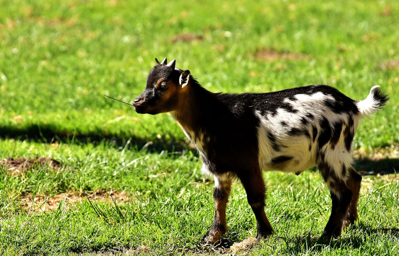 Nikon D7200 sample photo. Goat, kid, animal photography