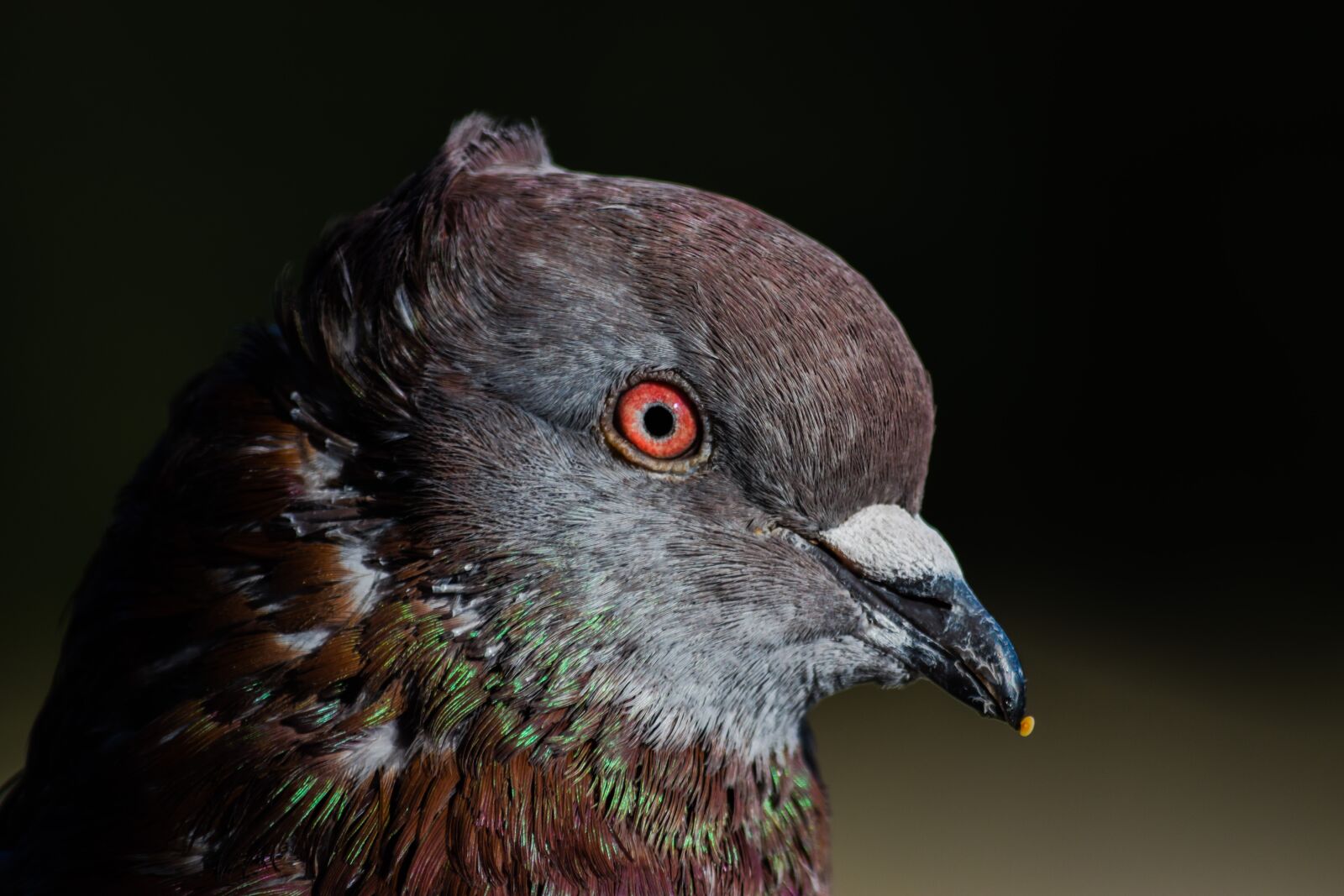Nikon D3300 sample photo. Pigeon, bird, head photography